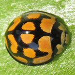Cheilomenes lunata lunata
